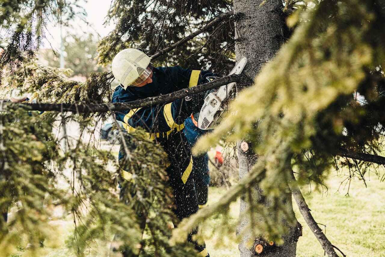 Tree Root Removal in Lula, GA